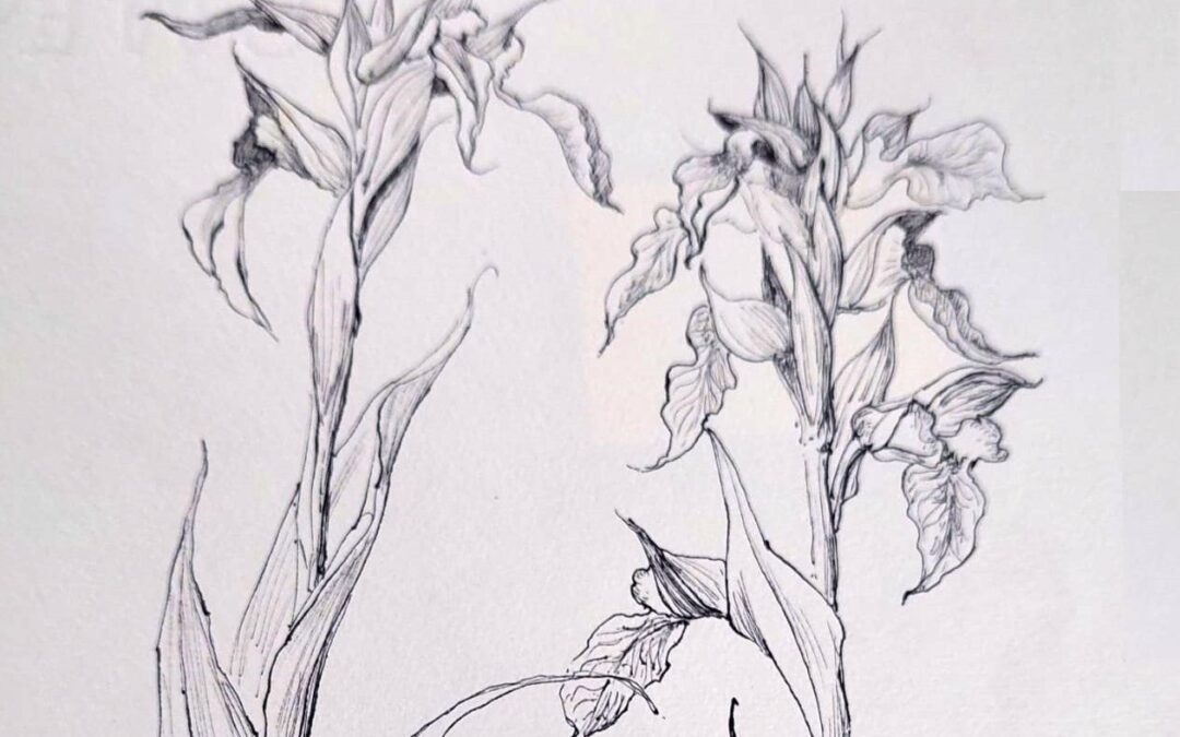 Erbe e fiori di Sabazia, disegni botanici di Flavia Folco, mostra, apertura 21 marzo 2025